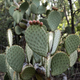 Opuntia Ficus-Indica