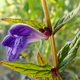 Skullcap Flower Extract