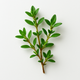 Thyme Extract